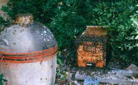 bees-removed-to-box bees-removed-to-box
