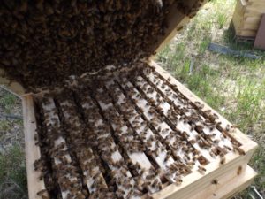 Warre Hive and Bee Package, Deposit