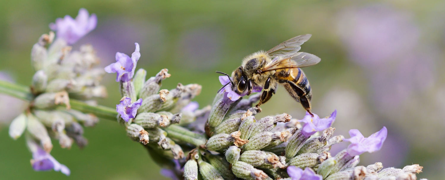 lavender bee