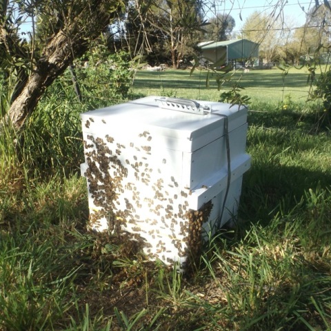 Warre beehive