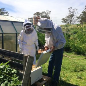 Hilary and Mike inspecting new hive