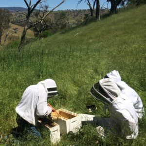 Transferring bees to their new hive