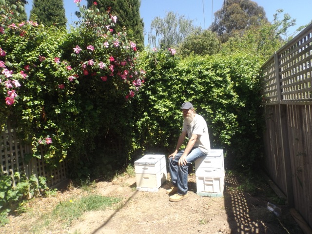 Backyard beekeeping