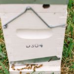 Bee Colonies and Hive Packages